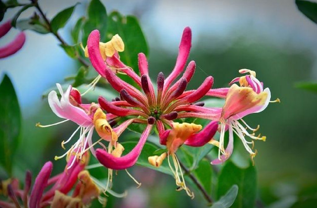 Plantas que perfuman tu casa en invierno