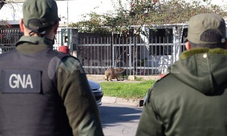 La Gendarmería llegó este viernes al barrio para llevarse al carpincho pero no lo hicieron por la concentración de los vecinos y la angustia de la familia que vive con él hace cinco años. La Gendarmería llegó este viernes al barrio para llevarse al carpincho pero no lo hicieron por la concentración de los vecinos y la angustia de la familia que vive con él hace cinco años.