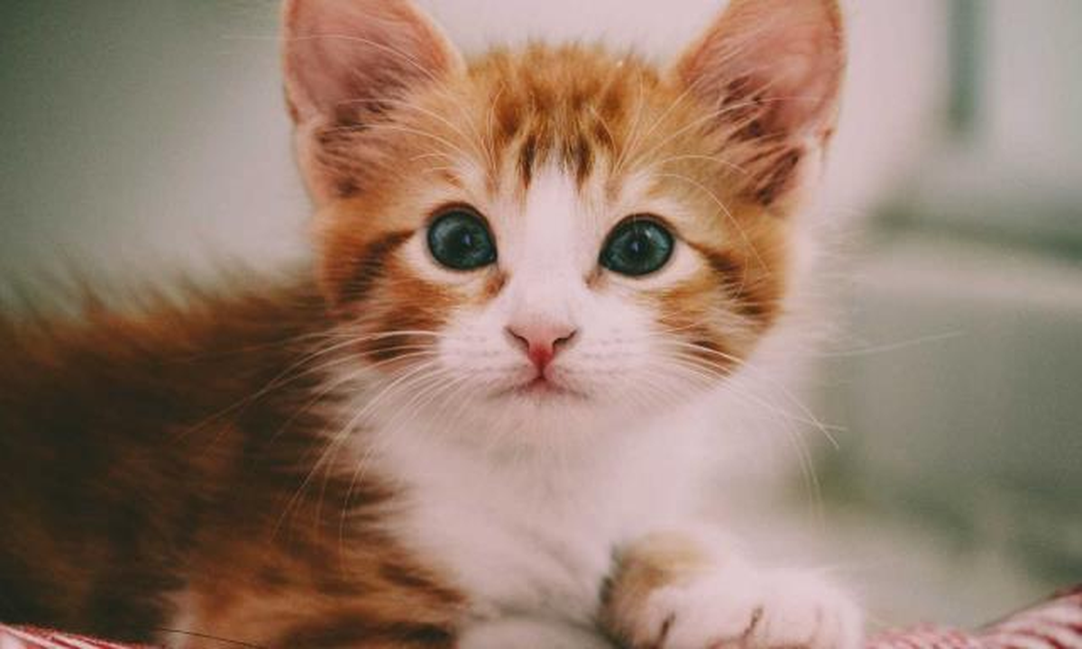 El Día Internacional del Gato busca concientizar a la población sobre estos animales.