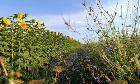 biodiversidad y produccion: por que el agro necesita un cambio transformador biodiversidad y produccion: por que el agro necesita un cambio transformador