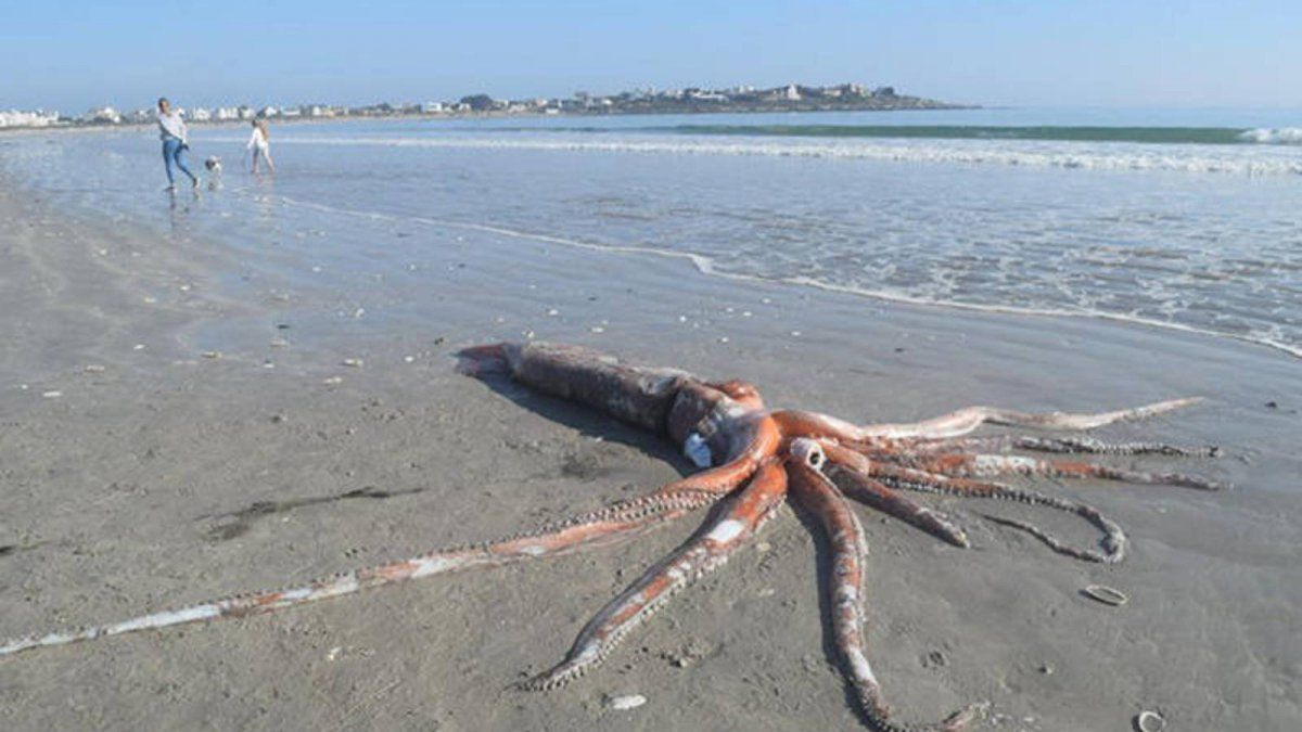 Calamar gigante en una playa de Sud&aacute;frica.
