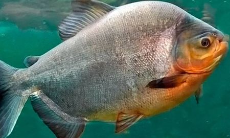 El pacú arrocero se exporta a Estados Unidos. El pacú arrocero se exporta a Estados Unidos.