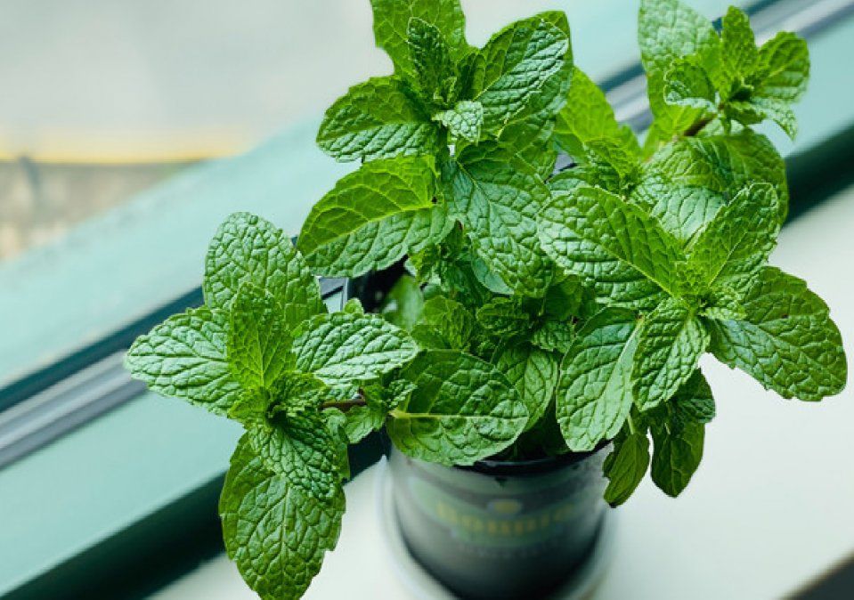 Mate con menta, una combinación llena de energía. Mate con menta, una combinación llena de energía.