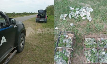 La policía interceptó a tres hombres de 35, 54 y 60 años junto a un automóvil con jaulas cubierta de pichones de loros La policía interceptó a tres hombres de 35, 54 y 60 años junto a un automóvil con jaulas cubierta de pichones de loros