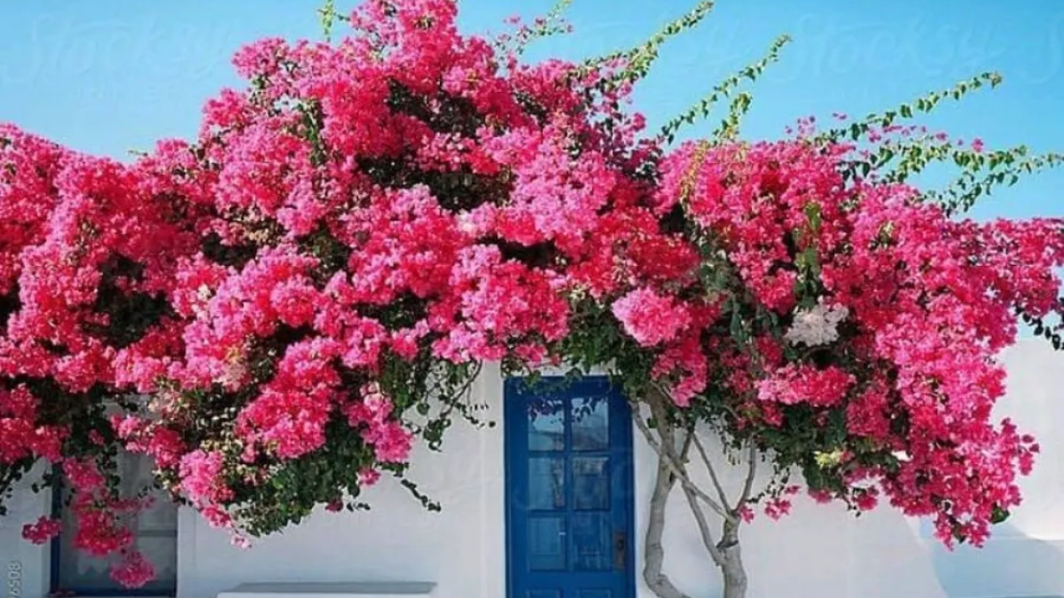 Las flores de la Santa Rita.