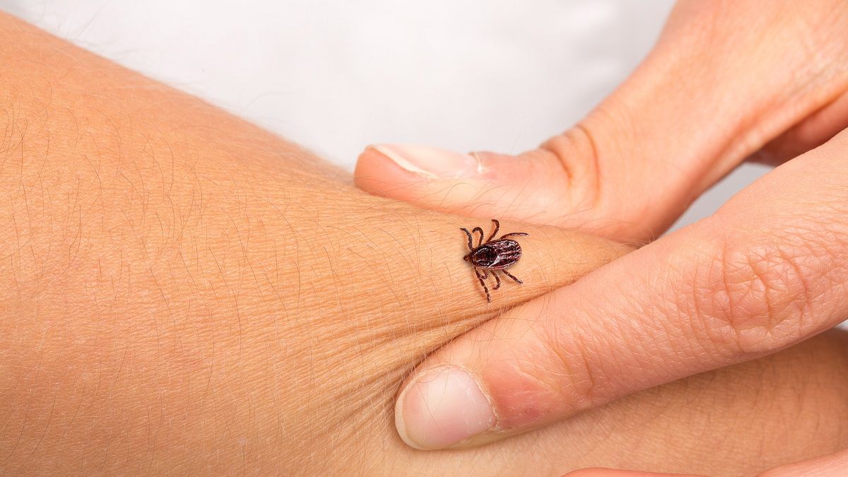 Al menos siete personas murieron en China por el virus de la garrapata.&nbsp;