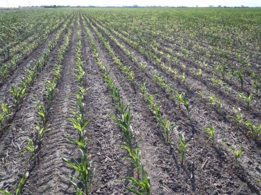 Los especialistas del INA advierten que los suelos de los bajos no son apropiados para la agricultura. Además hay un alto riesgo climático porque las sequías y las inundaciones son frecuentes.