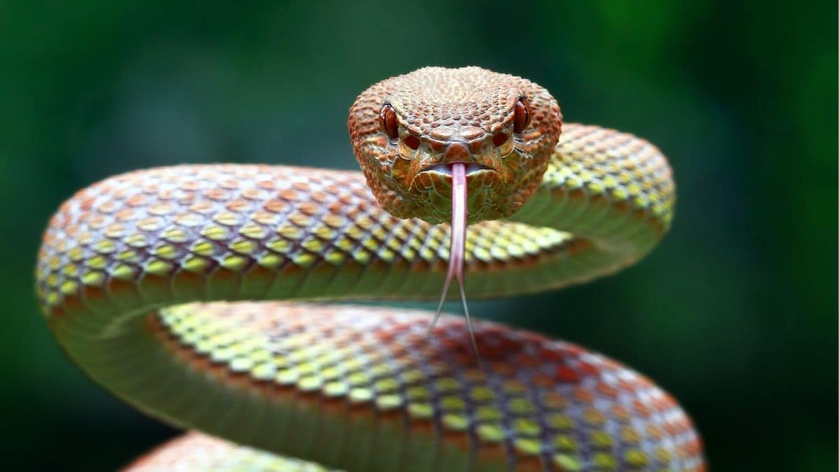 El desafortunado episodio tuvo lugar cuando un hombre realizaba un safari por Sudáfrica y. al ir a un sanitario, fue atacado por la serpiente venenosa que le provocó una necrosis en sus genitales.  