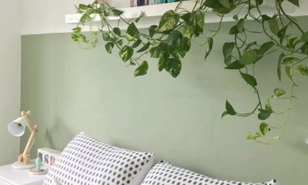 El potus es una de las plantas que mejor purifian el aire de las habitaciones. El potus es una de las plantas que mejor purifian el aire de las habitaciones.