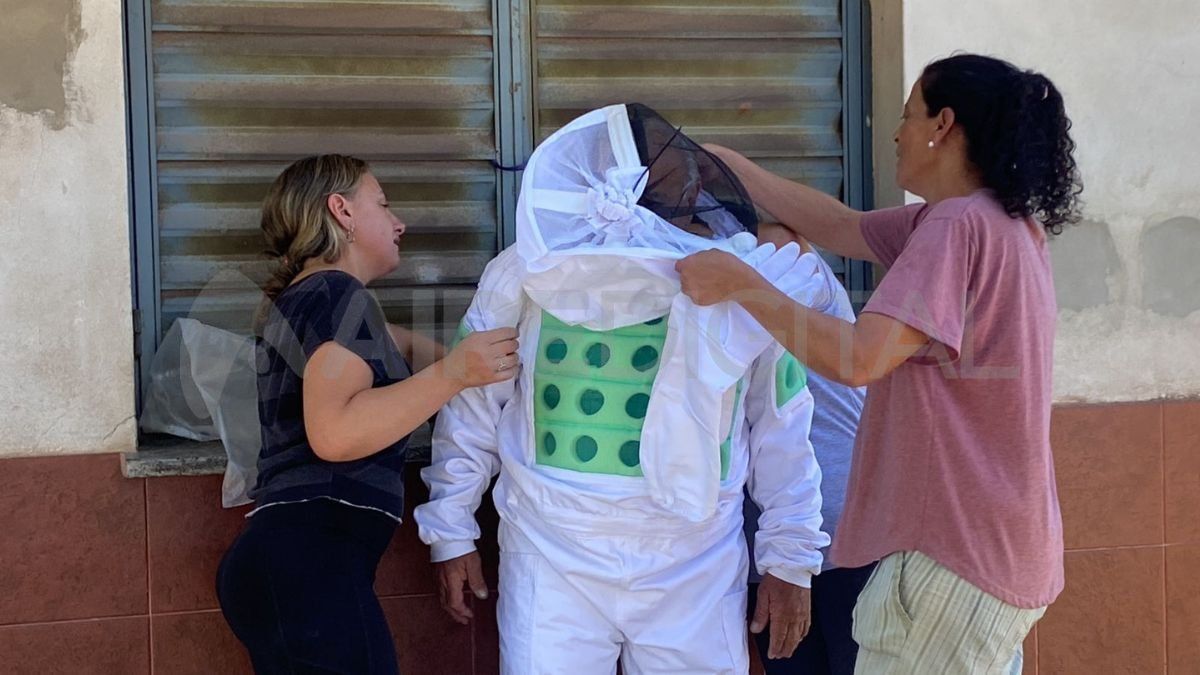 Invasión de abejas en Liceo Norte: pican sin piedad a los vecinos y mataron dos perros