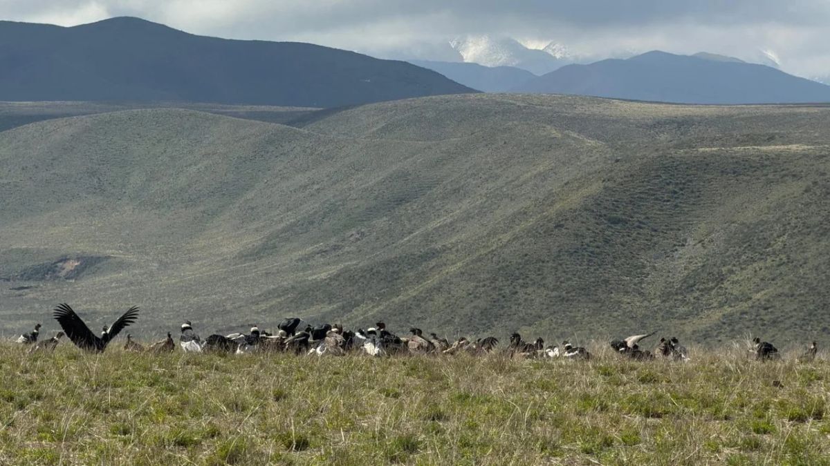 Más de 90 cóndores andinos en Tupungato. Foto: Gobierno de Mendoza