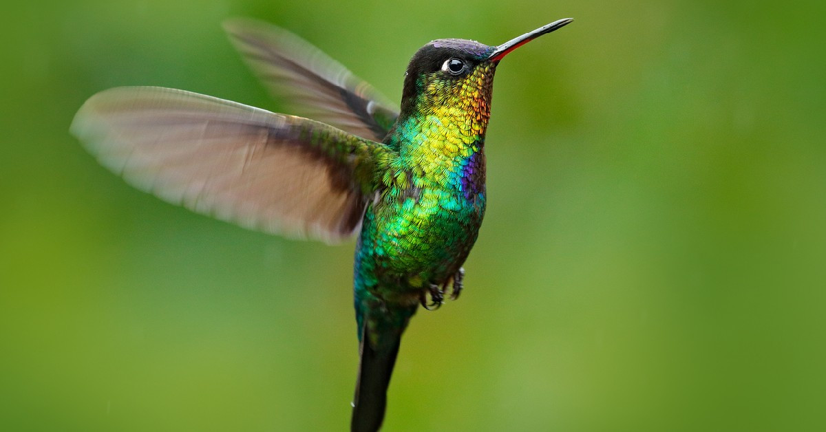 Cuánto dura la vida de un colibrí Cuánto dura la vida de un colibrí