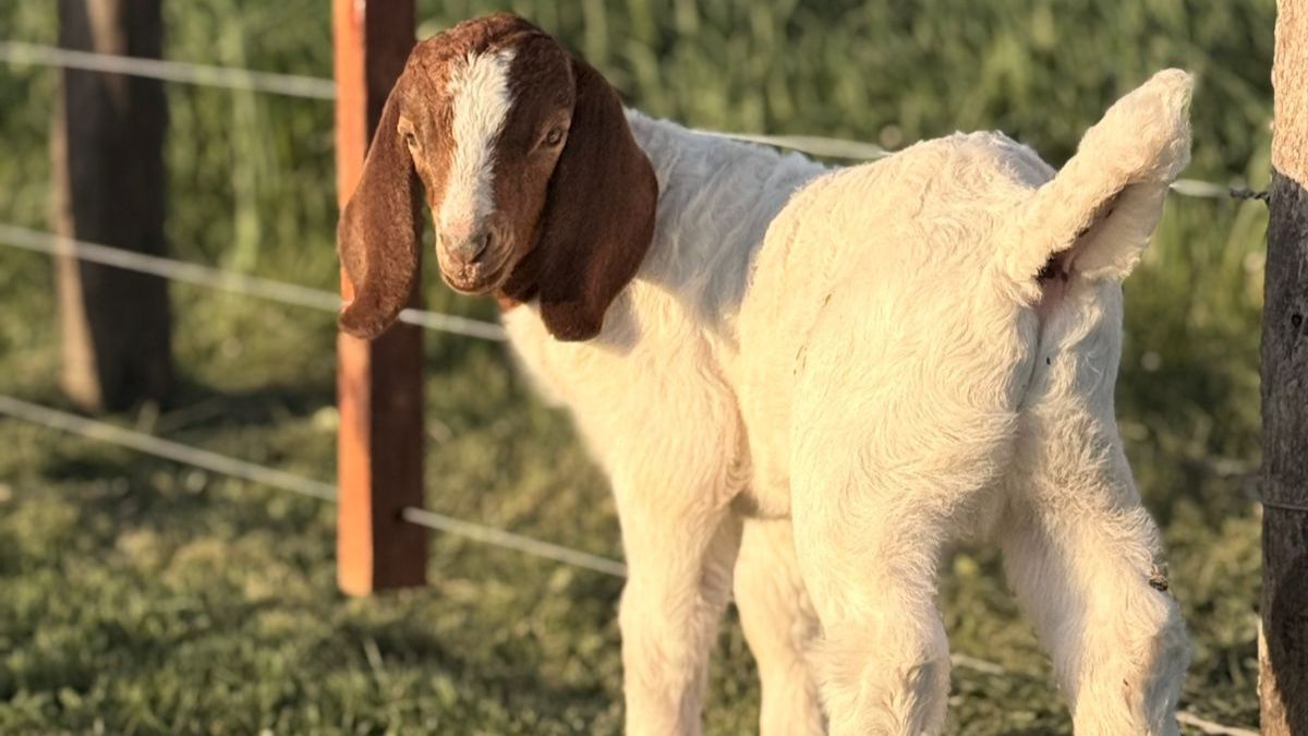 La Expo Otoño Boer será una de las principales novedades de AgroActiva. La Expo Otoño Boer será una de las principales novedades de AgroActiva.