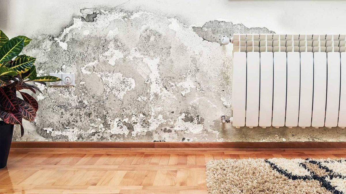 Los trucos y hábitos de limpieza para evitar que se forme moho en tus paredes.