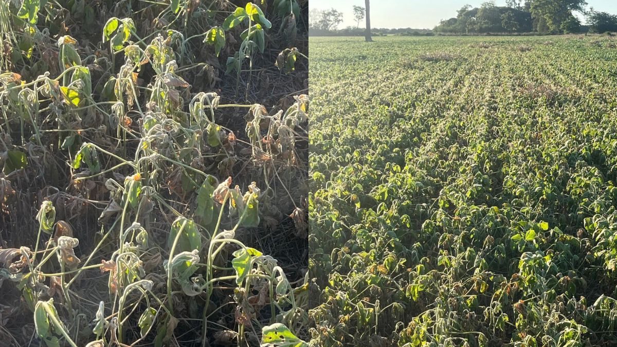 La caída en el rinde aún es incierta, ya que el periodo crítico para su definición llegará en 20 días. Fotos: Gentileza José Alonso La caída en el rinde aún es incierta, ya que el periodo crítico para su definición llegará en 20 días. Fotos: Gentileza José Alonso