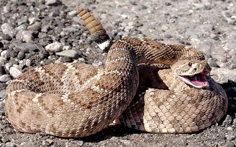 ¿Qué hay dentro del cascabel de una serpiente?