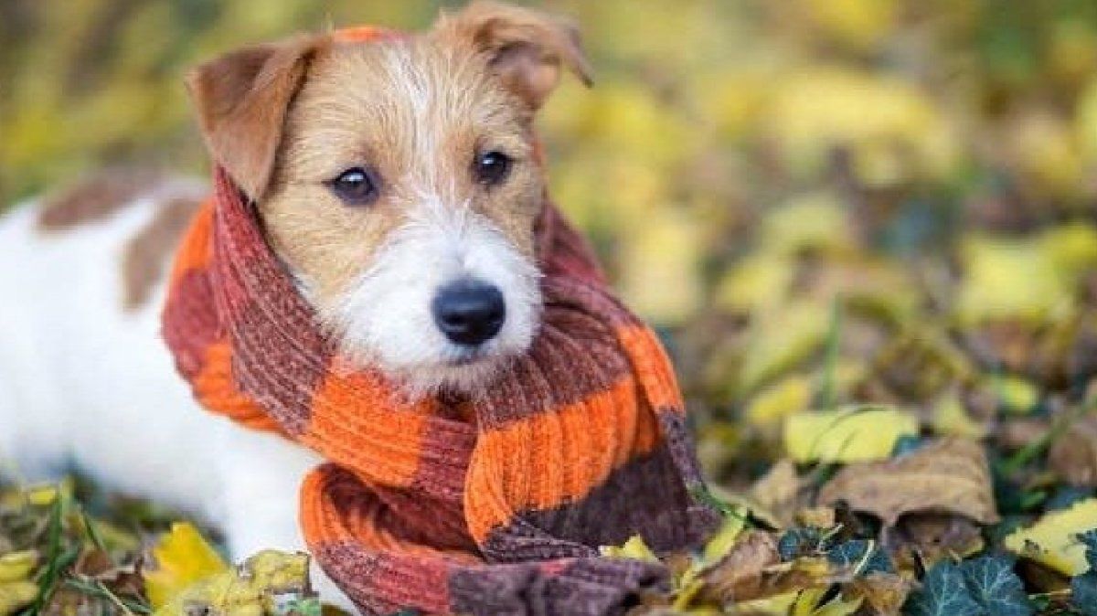 Abrigar a los perros en invierno: ¿sirve o no?