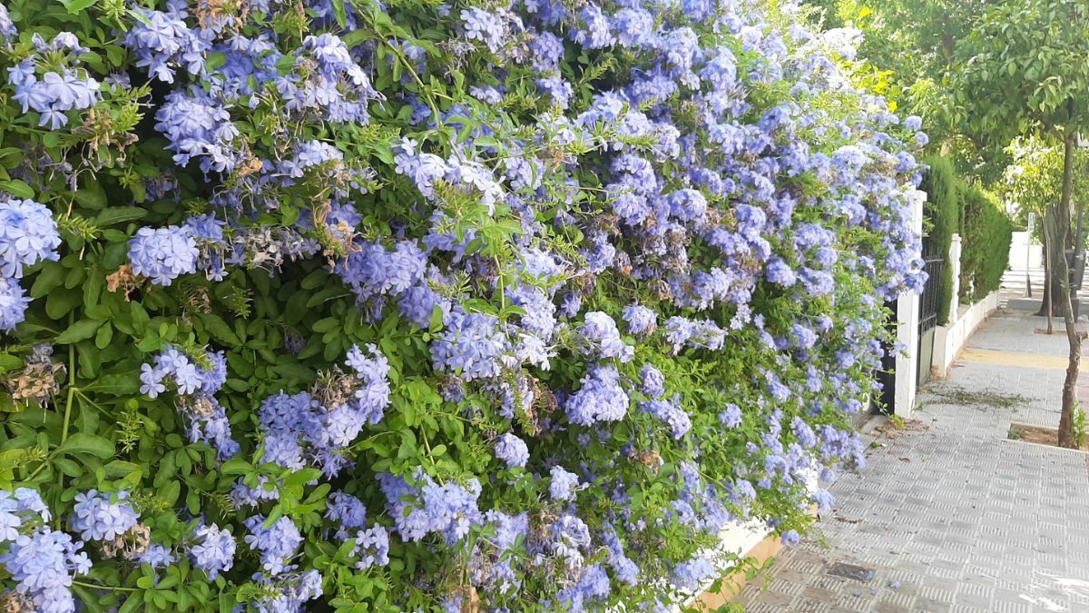 Una flor resistente que conserva su color azul incluso bajo el sol más fuerte.