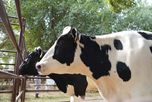 12.000 millones de litros de leche y la necesidad de adecuarse a la exportación 12.000 millones de litros de leche y la necesidad de adecuarse a la exportación