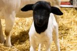 Nació el primer cordero de la Expo Rural de Palermo y es de una cabaña santafesina