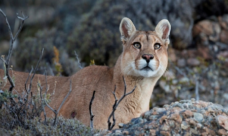 Misiones: atropellaron a un puma dentro del Parque Nacional Iguazú Misiones: atropellaron a un puma dentro del Parque Nacional Iguazú
