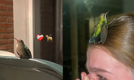 El emocionante video viral de una joven y un colibrí: ¿qué significa su visita? El emocionante video viral de una joven y un colibrí: ¿qué significa su visita?