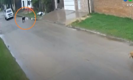 Indignación por el policía que atropelló y mató intencionalmente a un perro en Corrientes Indignación por el policía que atropelló y mató intencionalmente a un perro en Corrientes