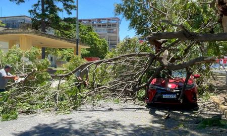 Un camión que circulaba por Avenida Freyre golpeó una enorme rama de un árbol, que cayó de manera estrepitosa sobre la calzada, golpeando a los vehículos que venían detrás. Un camión que circulaba por Avenida Freyre golpeó una enorme rama de un árbol, que cayó de manera estrepitosa sobre la calzada, golpeando a los vehículos que venían detrás.
