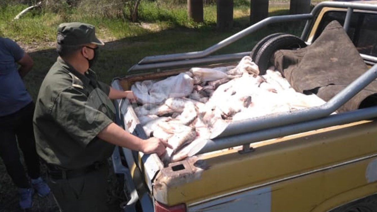Irregular. La pesca se realizaba en veda y sin la habilitación del gobierno provincial por el covid-19.&nbsp;