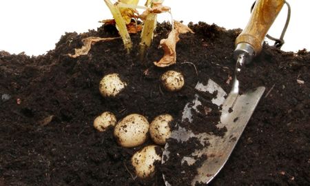 Para qué sirve enterrar una papa en la maceta de tus plantas en verano. Para qué sirve enterrar una papa en la maceta de tus plantas en verano.