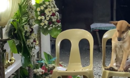 Un perro se hizo viral al asistir al funeral de su dueña. Un perro se hizo viral al asistir al funeral de su dueña.