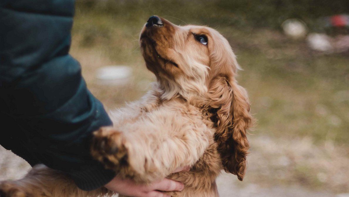 Se trata del concepto de mentalidad de manada que los canes poseen.