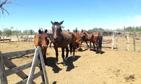 Los 10 caballos salvados de la finca del horror en San Rafael se recuperan en Maipú Los 10 caballos salvados de la finca del horror en San Rafael se recuperan en Maipú