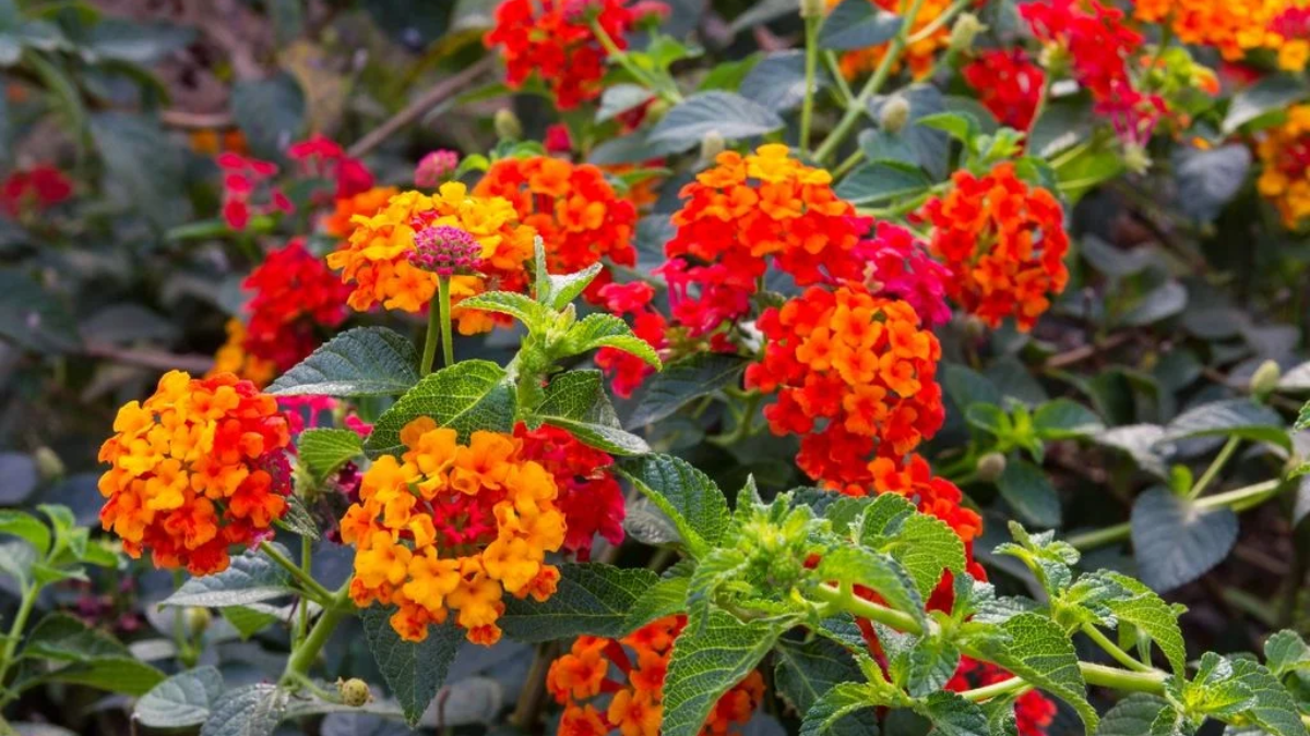 Conocida como “siete colores”, es una planta resistente al sol y a la sequía. Conocida como “siete colores”, es una planta resistente al sol y a la sequía.