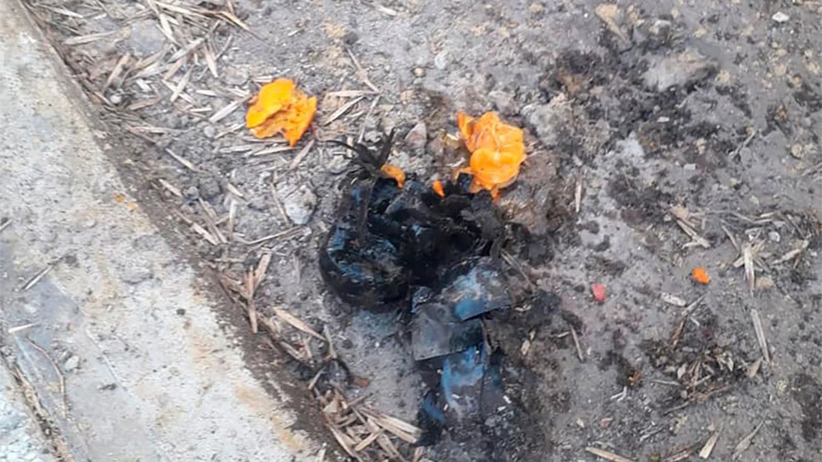 En el interior del paquete había mandarinas.