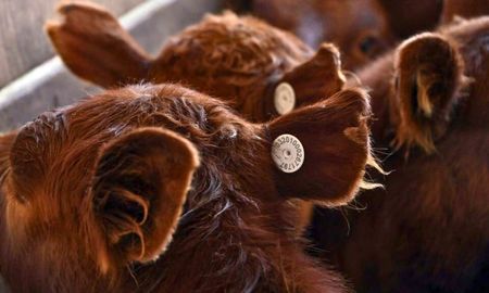 La obligatoriedad iba a comenzar en marzo sobre la categoría terneros. La obligatoriedad iba a comenzar en marzo sobre la categoría terneros.