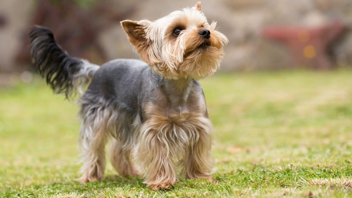 Yorkshire Terrier