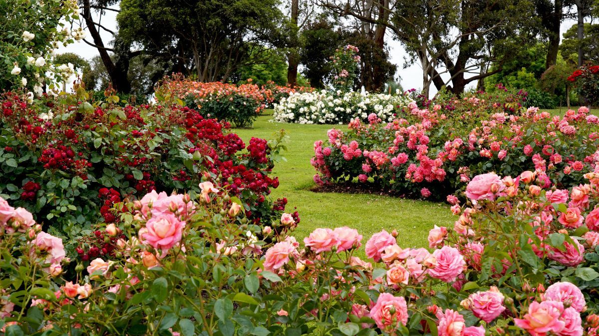 Parece una rosa gigante, pero vive durante años y necesita muchos menos cuidados.