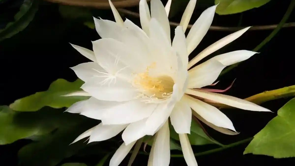 Blanco puro y perfume embriagador: el Epiphyllum oxypetalum es la joya que todo coleccionista de plantas desea tener en su jardín nocturno. Blanco puro y perfume embriagador: el Epiphyllum oxypetalum es la joya que todo coleccionista de plantas desea tener en su jardín nocturno.