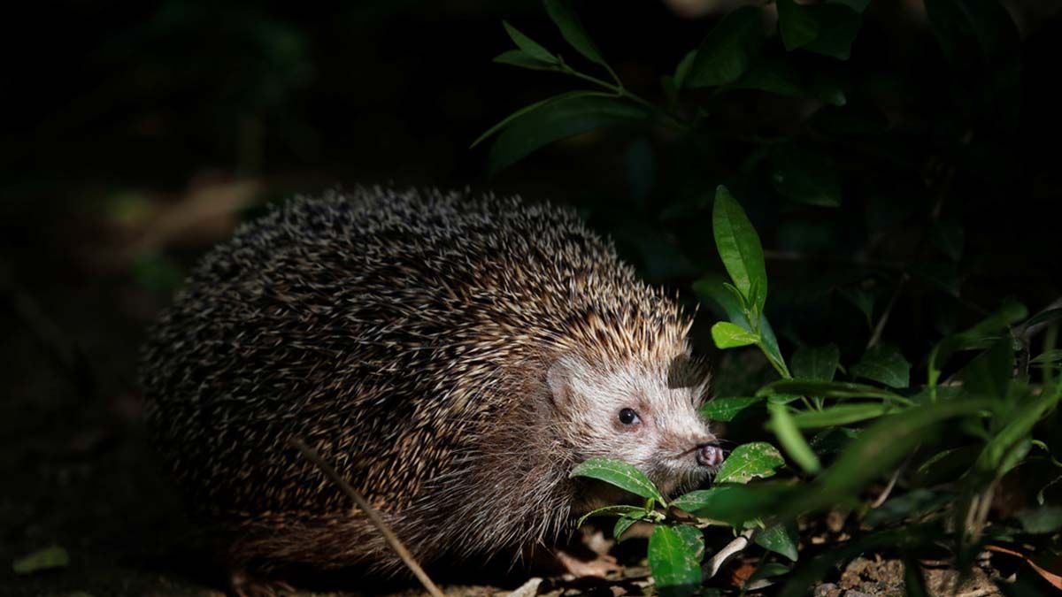 Video: un zorro y un erizo comparten la cena en el jardín de una casa