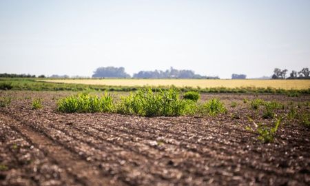 aparece un nuevo herbicida contra malezas resistentes: clave para soja y algodon aparece un nuevo herbicida contra malezas resistentes: clave para soja y algodon