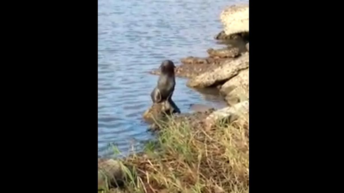 Video: apareció un lobo marino en Gualeguaychú