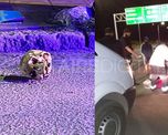 A la izquierda, el cráneo encontrado en el barrio Mariano Comas. A la derecha, el hallazgo del hombre asesiando en la Circunvalación A la izquierda, el cráneo encontrado en el barrio Mariano Comas. A la derecha, el hallazgo del hombre asesiando en la Circunvalación