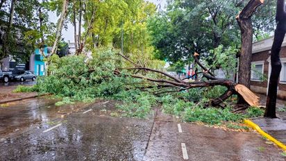 Las ráfagas de viento en Rosario superaron los 100 km/h: más de 60 reclamos por árboles, cables y voladuras