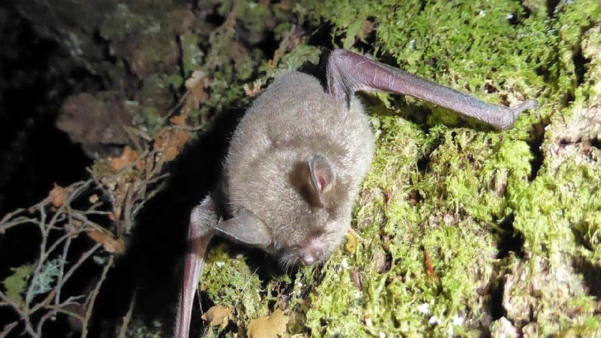 Eligen a una especie de murciélago como el ave del año en Nueva Zelanda