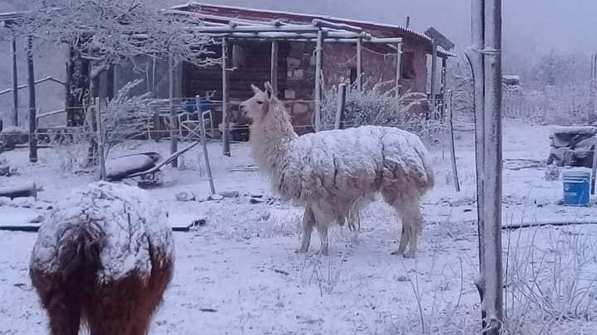 Los animales sintieron el frío con la llegada de la nieve.