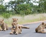 fotos: asi duermen los leones en la calle desolada de un parque en plena cuarentena fotos: asi duermen los leones en la calle desolada de un parque en plena cuarentena
