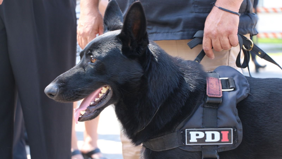 Uno de los protagonistas del operativo fue Kenzo, el perro detector de drogas que participó en los procedimientos. Uno de los protagonistas del operativo fue Kenzo, el perro detector de drogas que participó en los procedimientos.