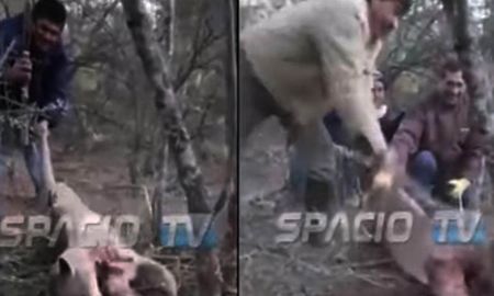 mataron a un puma, lo filmaron y ahora quedaron detenidos mataron a un puma, lo filmaron y ahora quedaron detenidos