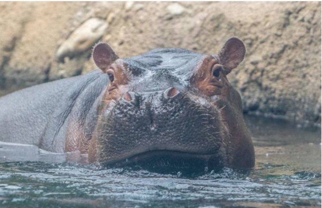 Un hipop&oacute;tamo se volvi&oacute; viral por nadar con estilo en un zool&oacute;gico de Estados Unidos.